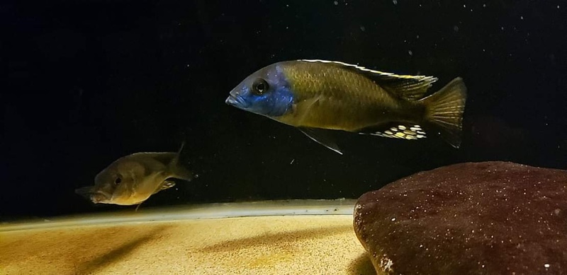 Naevochromis chrysogaster
